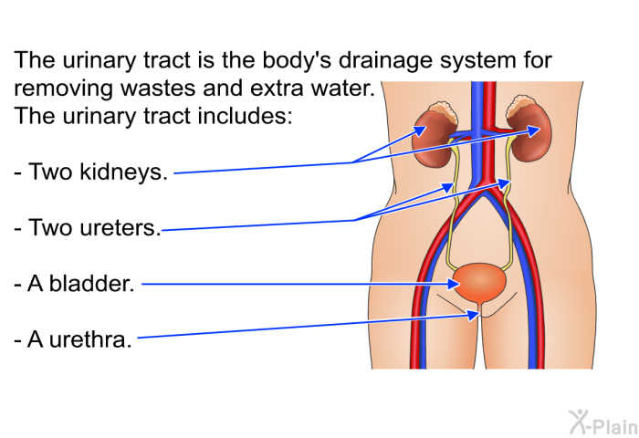 The urinary tract is the body's drainage system for removing wastes and extra water. The urinary tract includes:  Two kidneys. Two ureters. A bladder. A urethra.