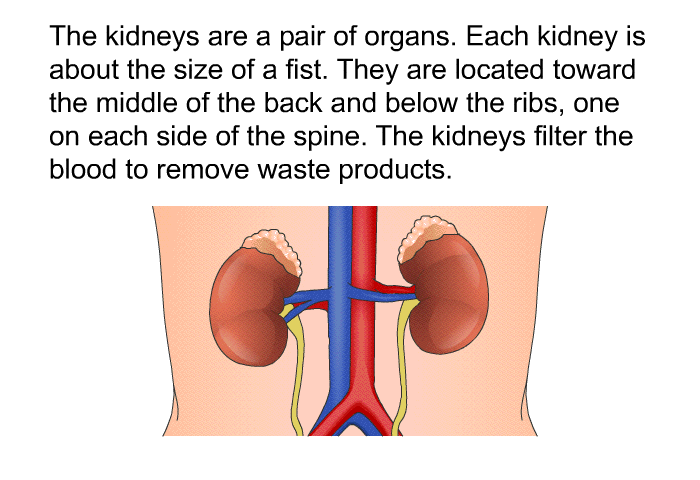 The kidneys are a pair of organs. Each kidney is about the size of a fist. They are located toward the middle of the back and below the ribs, one on each side of the spine. The kidneys filter the blood to remove waste products.