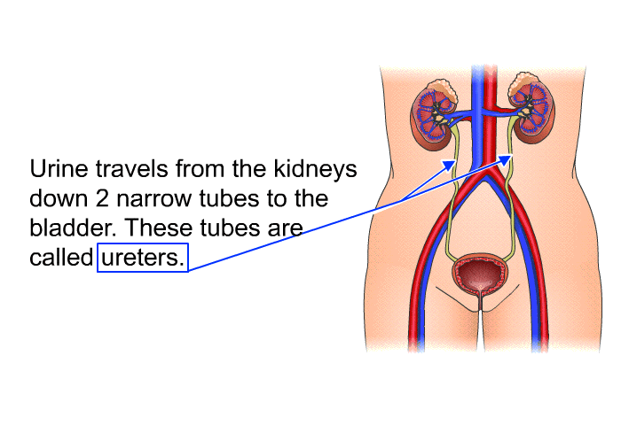 Urine travels from the kidneys down 2 narrow tubes to the bladder. These tubes are called ureters.