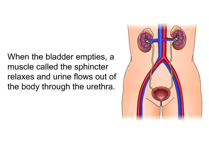 When the bladder empties, a muscle called the sphincter relaxes and urine flows out of the body through the urethra.