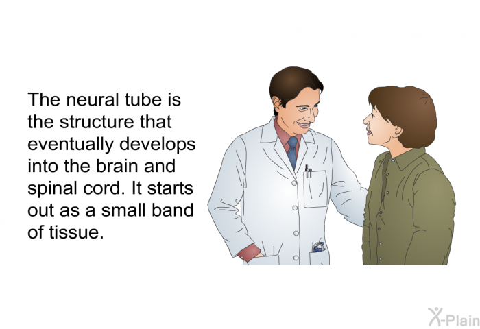 The neural tube is the structure that eventually develops into the brain and spinal cord. It starts out as a small band of tissue.