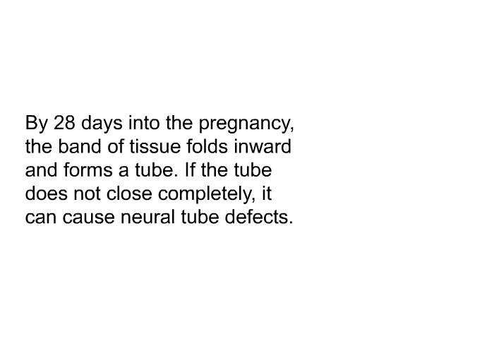 By 28 days into the pregnancy, the band of tissue folds inward and forms a tube. If the tube does not close completely, it can cause neural tube defects.