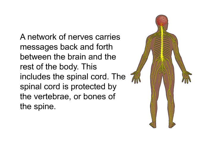 A network of nerves carries messages back and forth between the brain and the rest of the body. This includes the spinal cord. The spinal cord is protected by the vertebrae, or bones of the spine.