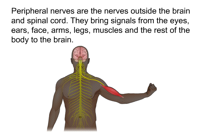 Peripheral nerves are the nerves outside the brain and spinal cord. They bring signals from the eyes, ears, face, arms, legs, muscles and the rest of the body to the brain.