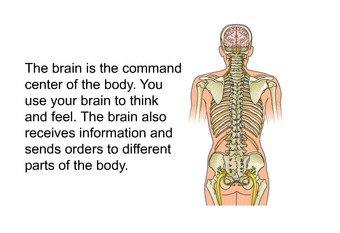 The brain is the command center of the body. You use your brain to think and feel. The brain also receives information and sends orders to different parts of the body.