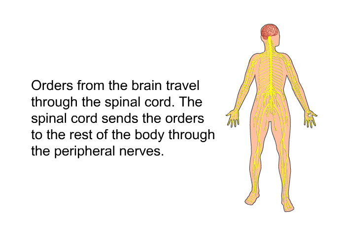 Orders from the brain travel through the spinal cord. The spinal cord sends the orders to the rest of the body through the peripheral nerves.