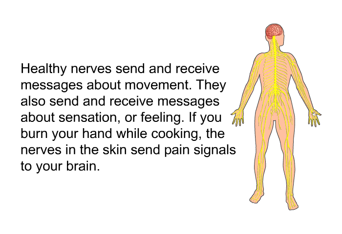 Healthy nerves send and receive messages about movement. They also send and receive messages about sensation, or feeling. If you burn your hand while cooking, the nerves in the skin send pain signals to your brain.