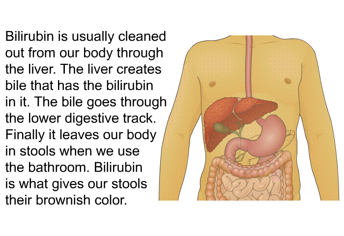 Bilirubin is usually cleaned out from our body through the liver. The liver creates bile that has the bilirubin in it. The bile goes through the lower digestive track. Finally it leaves our body in stools when we use the bathroom. Bilirubin is what gives our stools their brownish color.