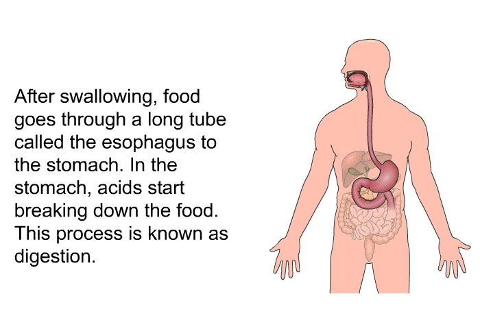 After swallowing, food goes through a long tube called the esophagus to the stomach. In the stomach, acids start breaking down the food. This process is known as digestion.
