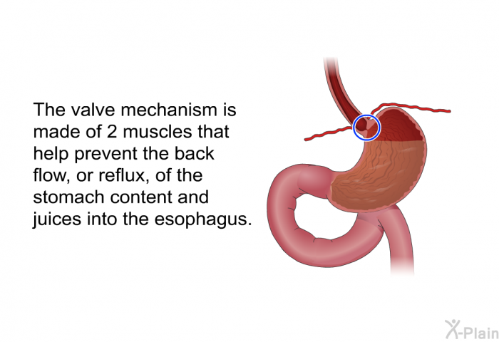 The valve mechanism is made of 2 muscles that help prevent the back flow, or reflux, of the stomach content and juices into the esophagus.