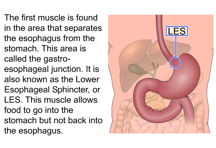The first muscle is found in the area that separates the esophagus from the stomach. This area is called the gastro-esophageal junction. It is also known as the Lower Esophageal Sphincter, or LES. This muscle allows food to go into the stomach but not back into the esophagus.
