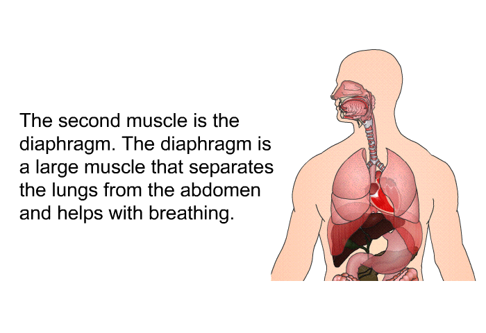 The second muscle is the diaphragm. The diaphragm is a large muscle that separates the lungs from the abdomen and helps with breathing.
