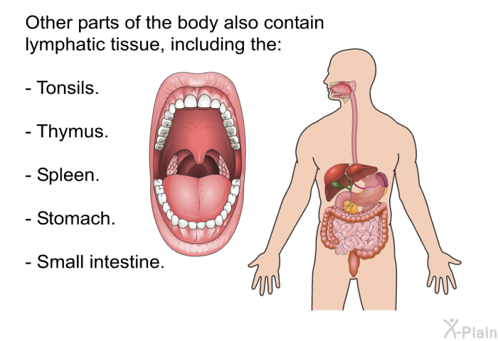 Other parts of the body also contain lymphatic tissue, including the:  Tonsils. Thymus. Spleen. Stomach. Small intestine.