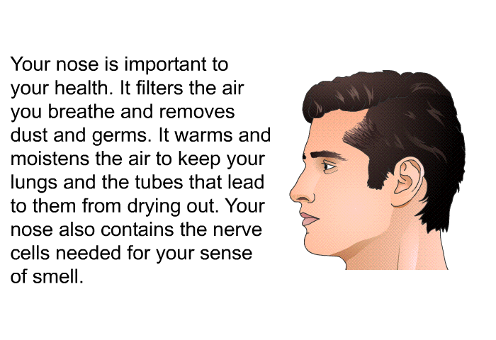 Your nose is important to your health. It filters the air you breathe and removes dust and germs. It warms and moistens the air to keep your lungs and the tubes that lead to them from drying out. Your nose also contains the nerve cells needed for your sense of smell.