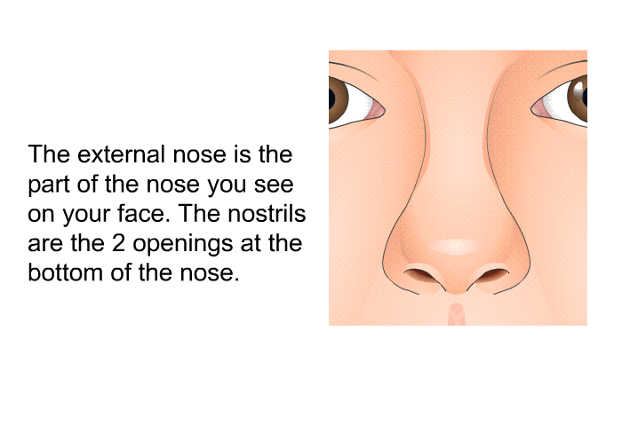 The external nose is the part of the nose you see on your face. The nostrils are the 2 openings at the bottom of the nose.