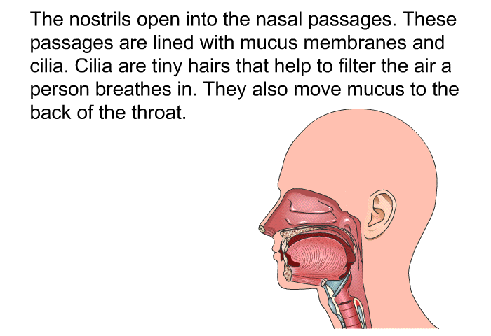 The nostrils open into the nasal passages. These passages are lined with mucus membranes and cilia. Cilia are tiny hairs that help to filter the air a person breathes in. They also move mucus to the back of the throat.