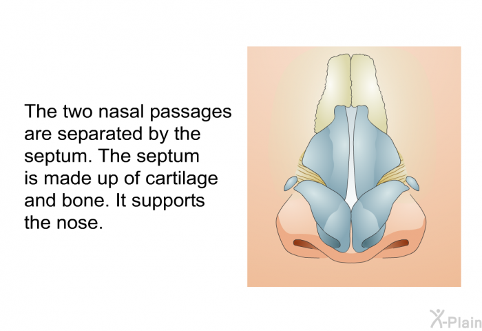 The two nasal passages are separated by the septum. The septum is made up of cartilage and bone. It supports the nose.