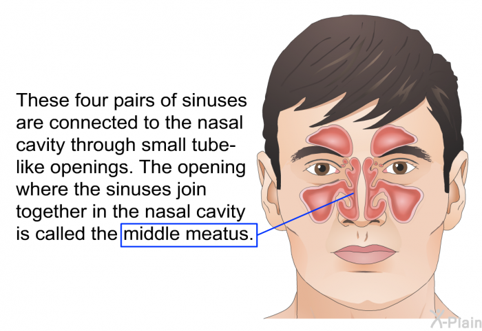 These four pairs of sinuses are connected to the nasal cavity through small tube-like openings. The opening where the sinuses join together in the nasal cavity is called the middle meatus.