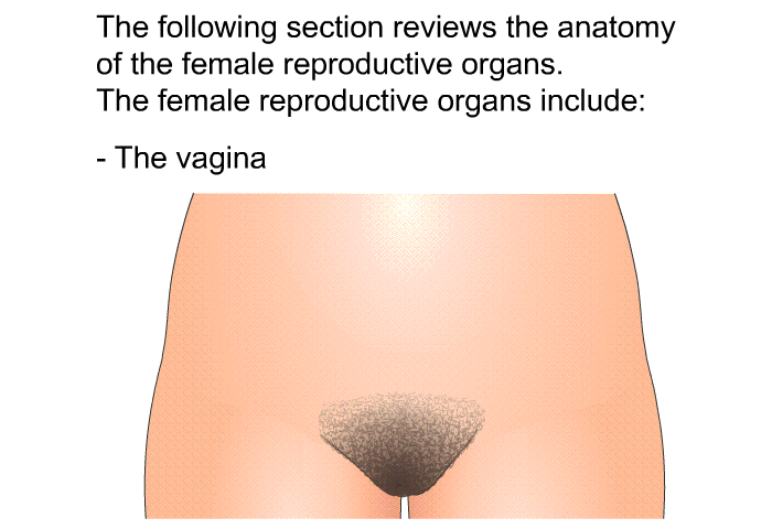 The following section reviews the anatomy of the female reproductive organs. The female reproductive organs include:  The vagina
