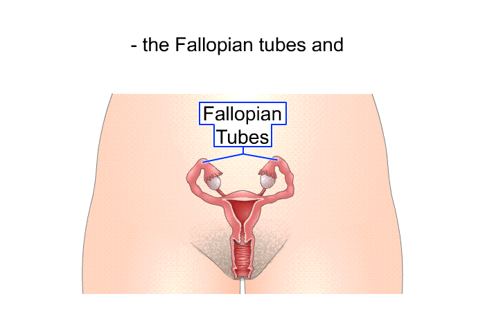 the Fallopian tubes and