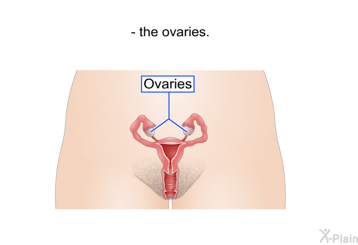 the ovaries.