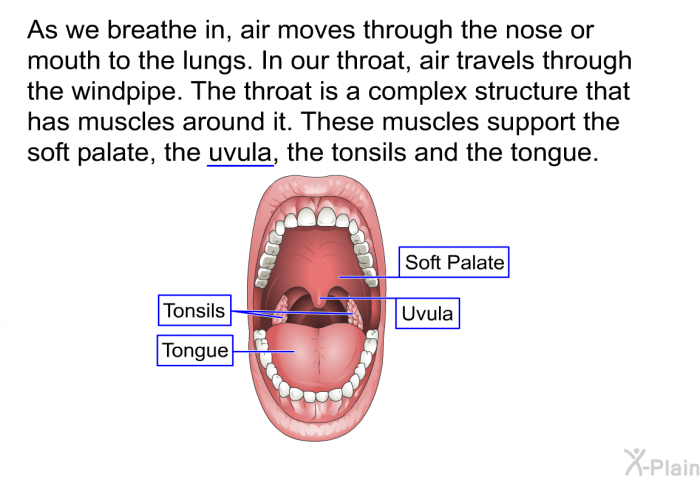 As we breathe in, air moves through the nose or mouth to the lungs. In our throat, air travels through the windpipe. The throat is a complex structure that has muscles around it. These muscles support the soft palate, the uvula, the tonsils and the tongue.