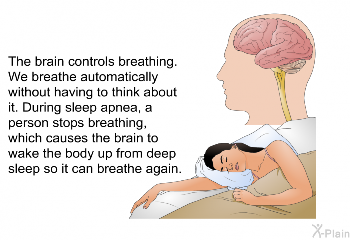 The brain controls breathing. We breathe automatically without having to think about it. During sleep apnea, a person stops breathing, which causes the brain to wake the body up from deep sleep so it can breathe again.
