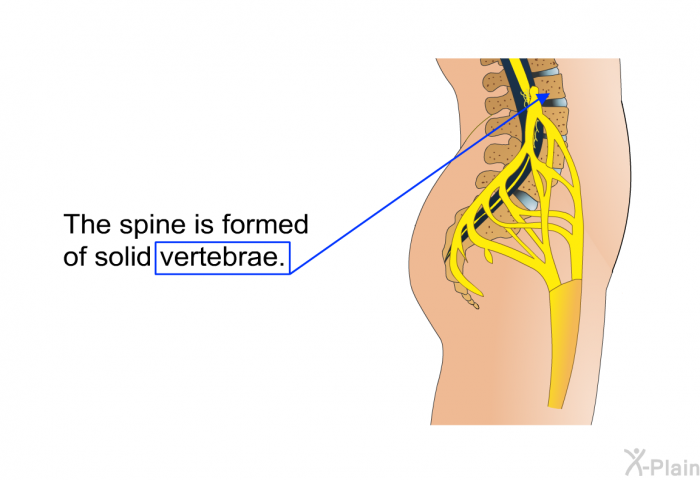 The spine is formed of solid vertebrae.