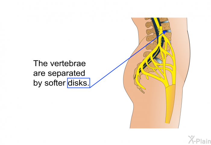 The vertebrae are separated by softer disks.