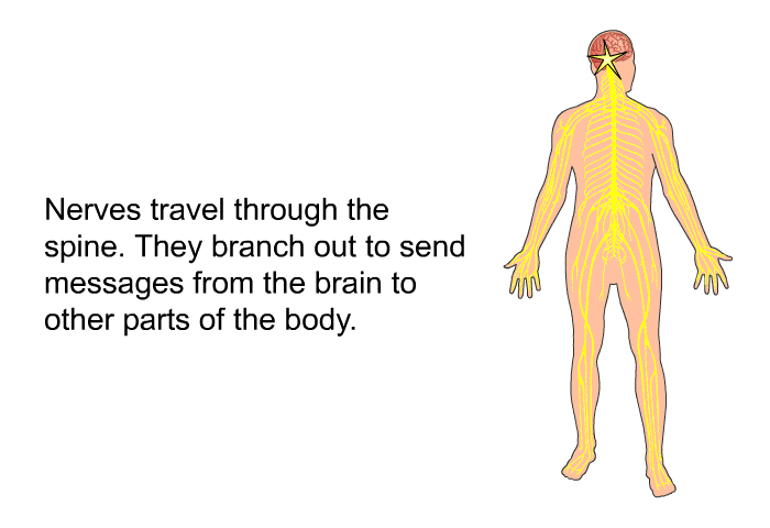 Nerves travel through the spine. They branch out to send messages from the brain to other parts of the body.