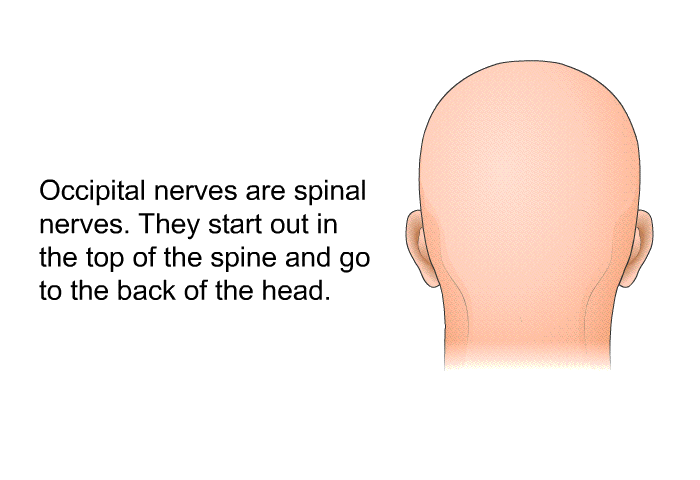 Occipital nerves are spinal nerves. They start out in the top of the spine and go to the back of the head.