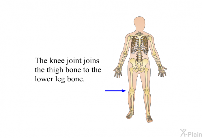 The knee joint joins the thigh bone to the lower leg bone.
