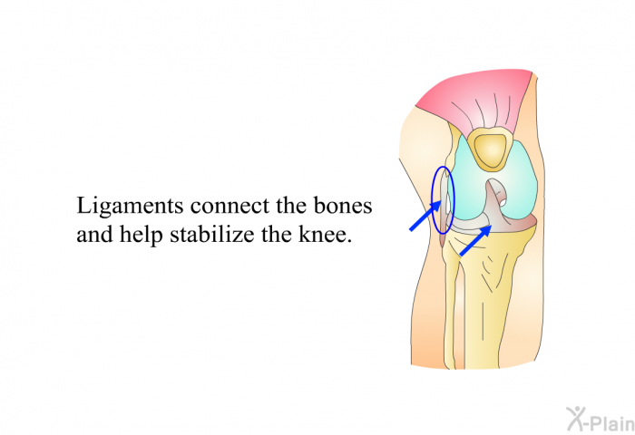 Ligaments connect the bones and help stabilize the knee.
