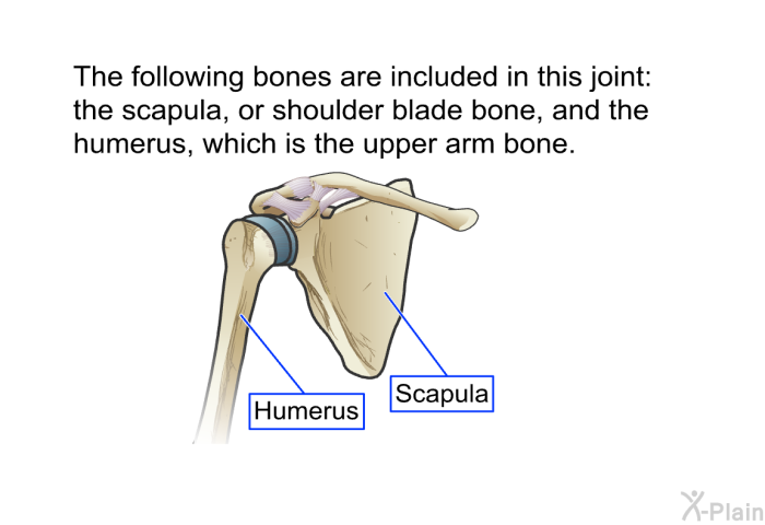 The following bones are included in this joint: the scapula, or shoulder blade bone, and the humerus, which is the upper arm bone.