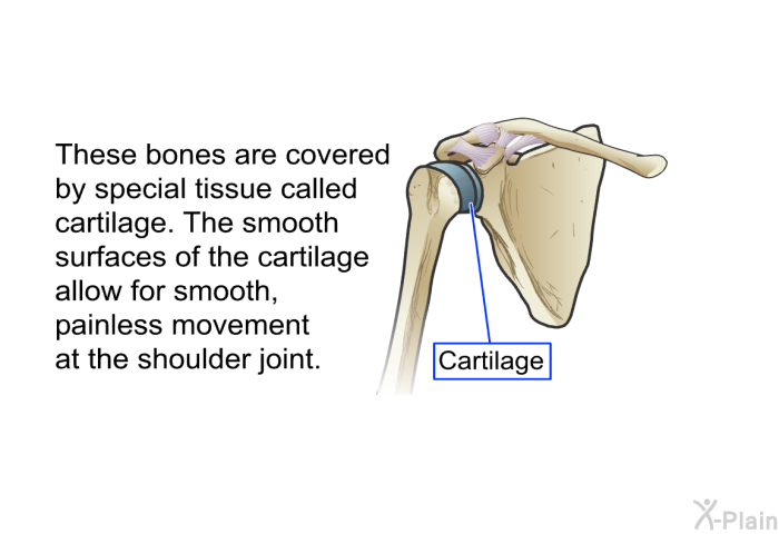 These bones are covered by special tissue called cartilage. The smooth surfaces of the cartilage allow for smooth, painless movement at the shoulder joint.