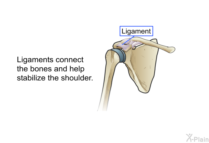 Ligaments connect the bones and help stabilize the shoulder.