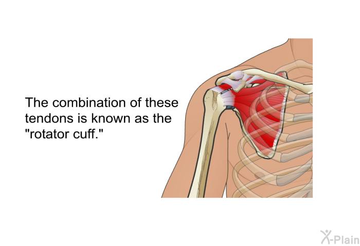 The combination of these tendons is known as the “rotator cuff”.
