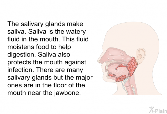 The salivary glands make saliva. Saliva is the watery fluid in the mouth. This fluid moistens food to help digestion. Saliva also protects the mouth against infection. There are many salivary glands but the major ones are in the floor of the mouth near the jawbone.
