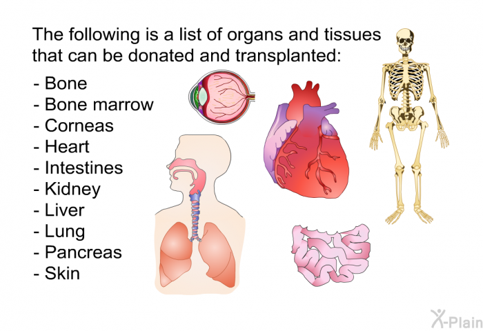The following is a list of organs and tissues that can be donated and transplanted:  Bone Bone marrow Corneas Heart Intestines Kidney Liver Lung Pancreas Skin