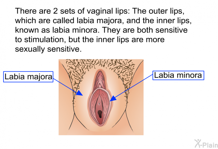 There are 2 sets of vaginal lips: The outer lips, which are called labia majora, and the inner lips, known as labia minora. They are both sensitive to stimulation, but the inner lips are more sexually sensitive.