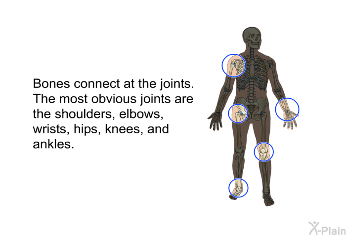 Bones connect at the joints. The most obvious joints are the shoulders, elbows, wrists, hips, knees, and ankles.