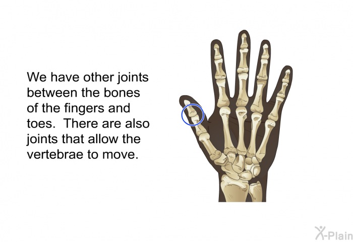 We have other joints between the bones of the fingers and toes. There are also joints that allow the vertebrae to move.