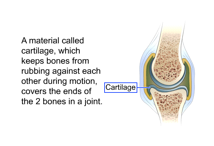 A material called cartilage, which keeps bones from rubbing against each other during motion, covers the ends of the 2 bones in a joint.