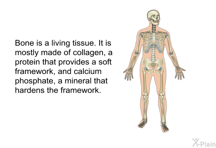 Bone is a living tissue. It is mostly made of collagen, a protein that provides a soft framework, and calcium phosphate, a mineral that hardens the framework.