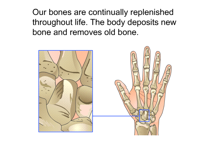 Our bones are continually replenished throughout life. The body deposits new bone and removes old bone.