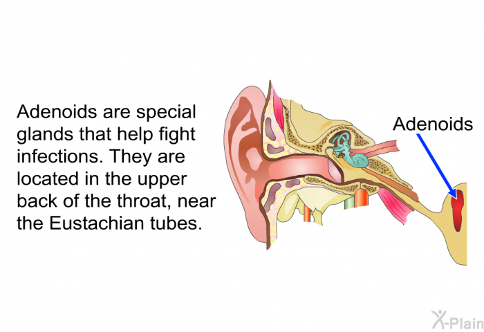 Adenoids are special glands that help fight infections. They are located in the upper back of the throat, near the Eustachian tubes.