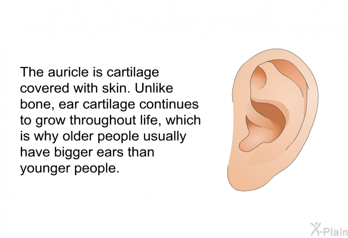 The auricle is cartilage covered with skin. Unlike bone, ear cartilage continues to grow throughout life, which is why older people usually have bigger ears than younger people.