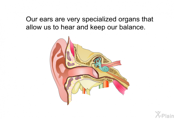 Our ears are very specialized organs that allow us to hear and keep our balance.