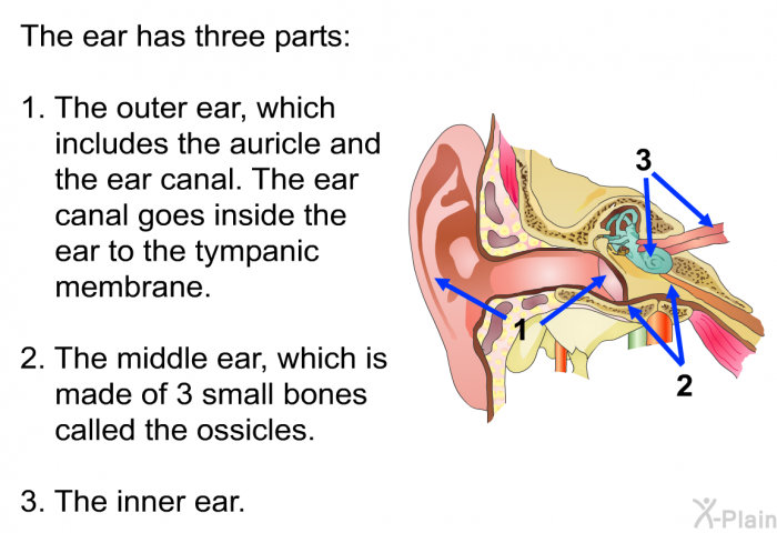 The ear has three parts:  The outer ear, which includes the auricle and the ear canal. The ear canal goes inside the ear to the tympanic membrane. The middle ear, which is made of 3 small bones called the ossicles. The inner ear.