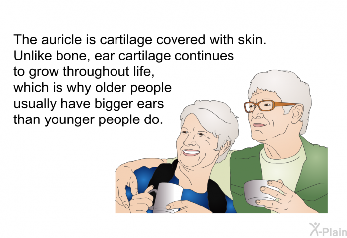 The auricle is cartilage covered with skin. Unlike bone, ear cartilage continues to grow throughout life, which is why older people usually have bigger ears than younger people do.